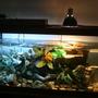 fish tank picture - my 75 G Turtle Tank. with convicts, dinosaur eel.