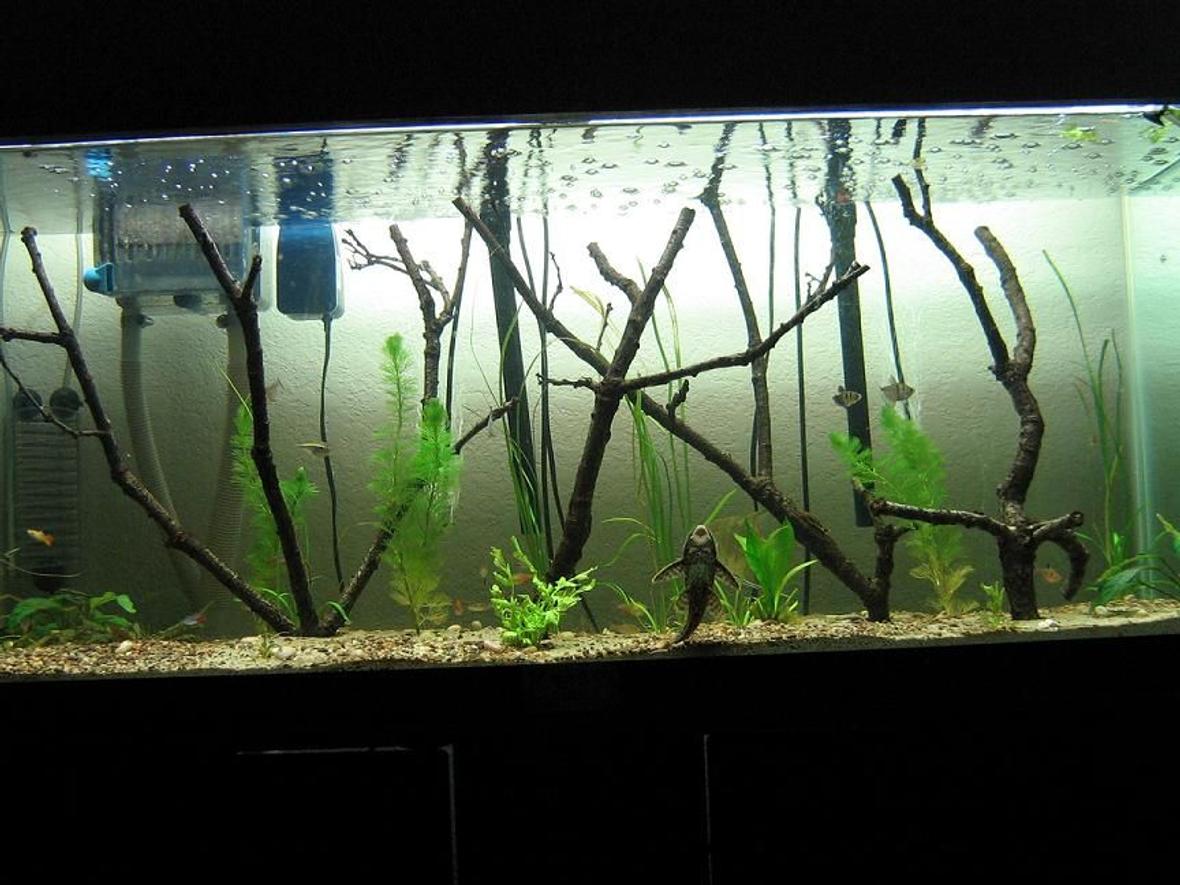75 gallons planted tank (mostly live plants and fish) - flooded forest