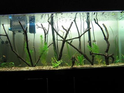 75 gallons planted tank (mostly live plants and fish) - flooded forest