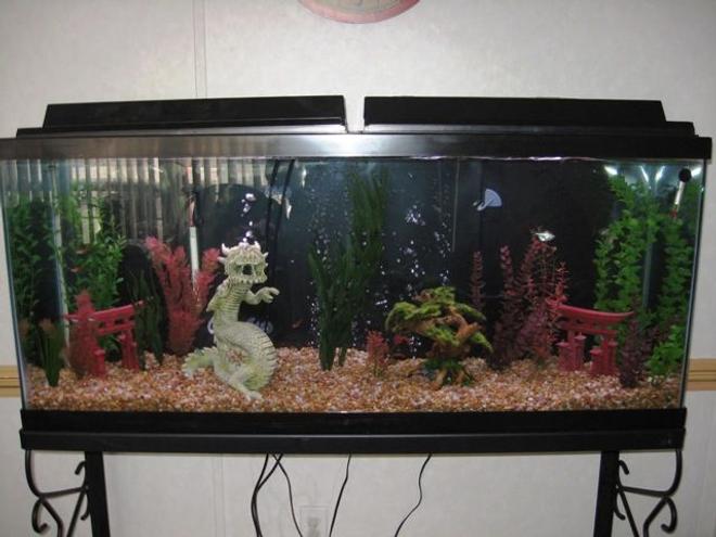 55 gallons freshwater fish tank (mostly fish and non-living decorations) - very cool