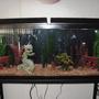 55 gallons freshwater fish tank (mostly fish and non-living decorations) - very cool