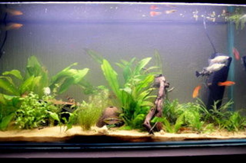 Rated #196: 120 Gallons Planted Tank - had this tank 7 mnths