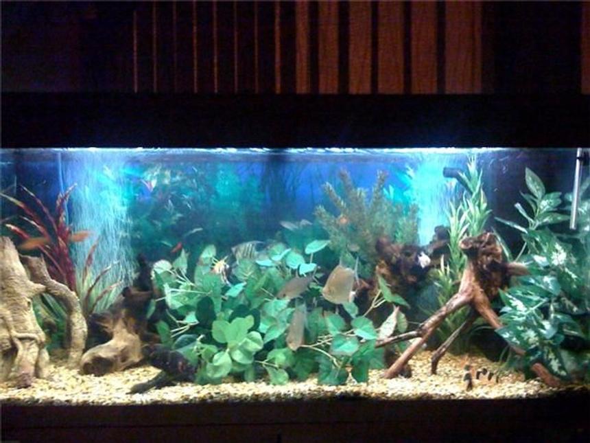 Rated #53: 48 Gallons Freshwater Fish Tank - My fish tank. My plec and pictus have moved the plants around to create a hiding space.