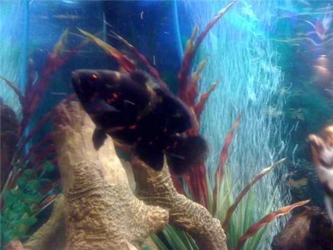 freshwater fish - astronotus ocellatus - tiger oscar stocking in 48 gallons tank - Tiger Oscar