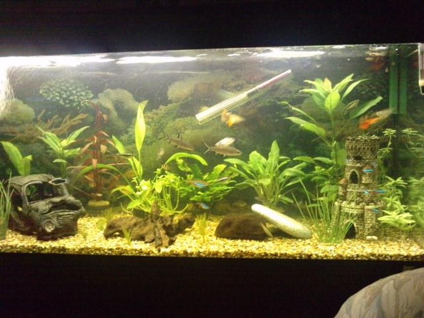 Rated #148: 30 Gallons Planted Tank - This is my freshwater aquarium which is roughly 3 months old plants are comming along just nicely ive just put down abit of hair grass cant wait to see how that comes along.