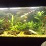 30 gallons planted tank (mostly live plants and fish) - This is my freshwater aquarium which is roughly 3 months old plants are comming along just nicely ive just put down abit of hair grass cant wait to see how that comes along.