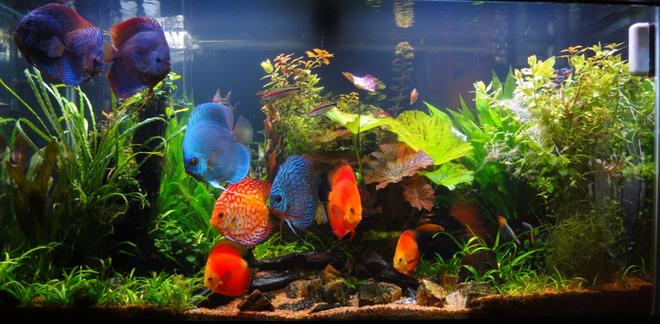 90 gallons planted tank (mostly live plants and fish) - main pic 3-21-2010