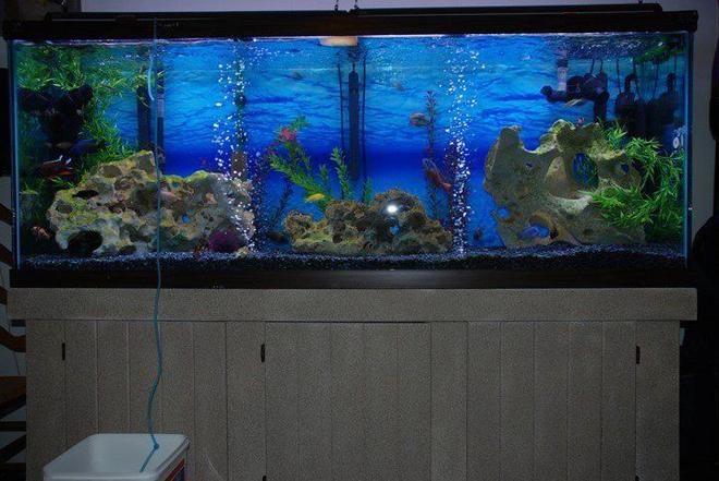 150 gallons freshwater fish tank (mostly fish and non-living decorations) - 150 gallon African Cichlid tank
