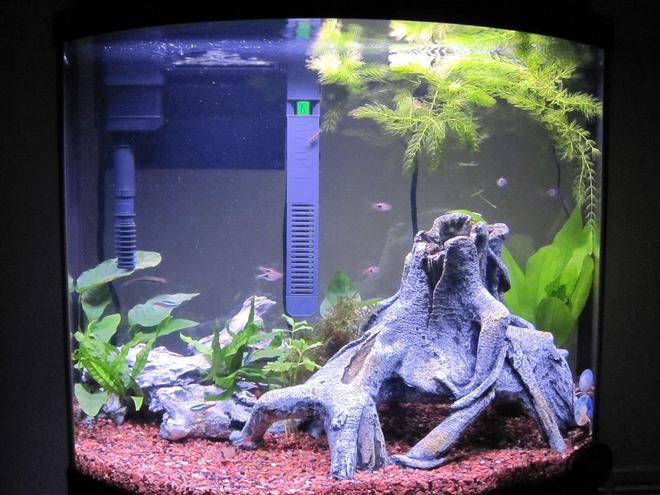 16 gallons freshwater fish tank (mostly fish and non-living decorations) - 16G Bow Front Final Stocking @ 5 Weeks