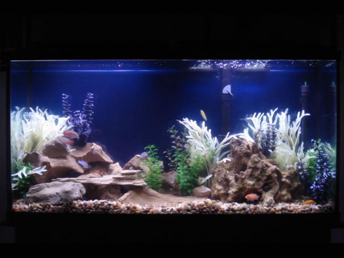 60 gallons freshwater fish tank (mostly fish and non-living decorations) - Cichlid tank