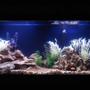60 gallons freshwater fish tank (mostly fish and non-living decorations) - Cichlid tank