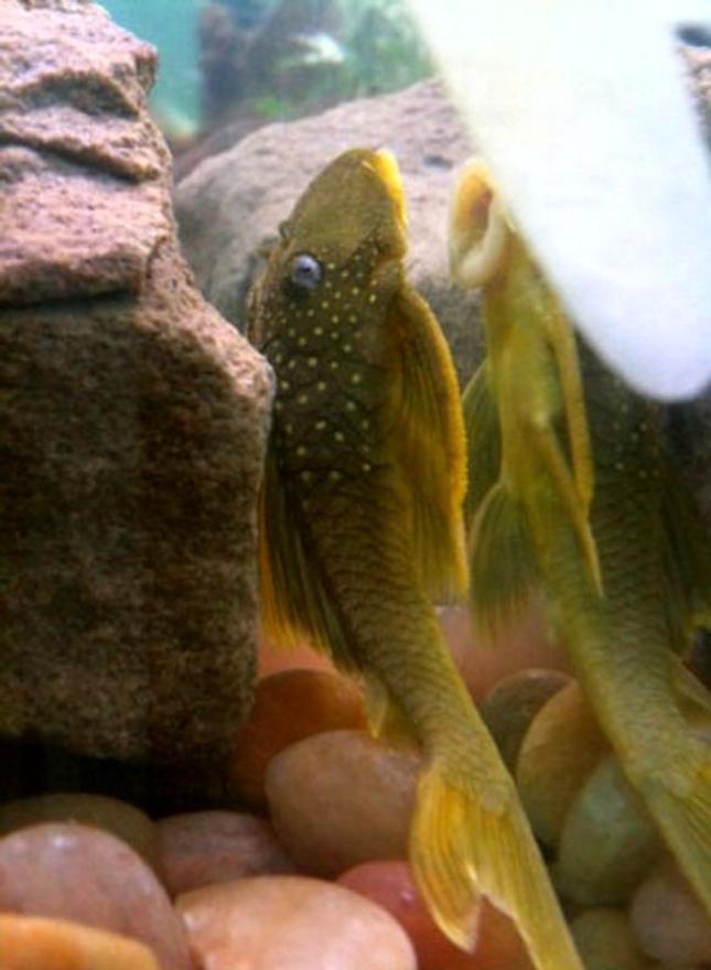 freshwater fish - ancistrinae sp. - lemon spotted green pleco (l200) stocking in 60 gallons tank - L200 lemon spotted pleco