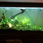 30 gallons planted tank (mostly live plants and fish) - 30 gallon planted