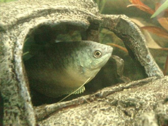 freshwater fish - trichogaster trichopterus - blue gourami stocking in 30 gallons tank - This fish is called Jack named by my son.