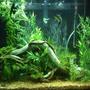 40 gallons planted tank (mostly live plants and fish) - just started adding live plants