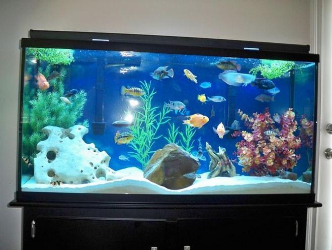 175 gallons freshwater fish tank (mostly fish and non-living decorations) - the old 60 gallon Feb 10, 2009

tank is for sale $250 obo. dallas/ft worth, locals only.