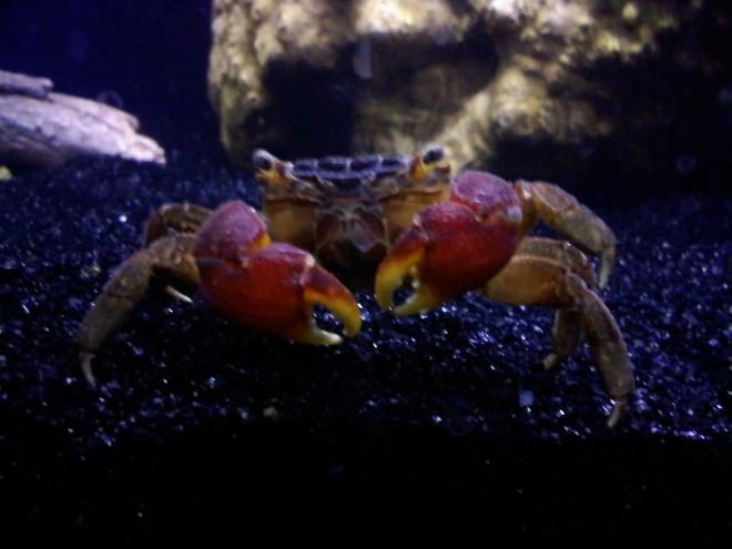 corals inverts - sesarma bidens - red claw crab stocking in 36 gallons tank - My Red Clawed Crab