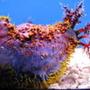 corals inverts - pentacta anceps - spiny sea cucumber - avatar