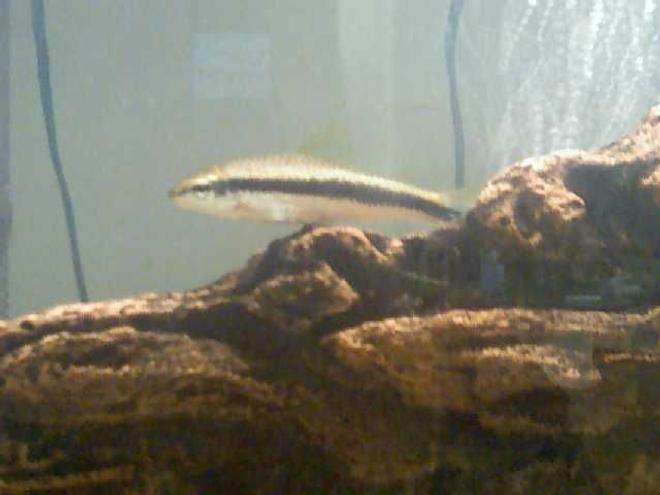 freshwater fish - crossocheilus siamensis - siamese algae eater stocking in 36 gallons tank - My Favorite Fish- My Flying Fox (I literally Cried when he died. He died when he was 4 years old) This picture was taken when all my fish got moved into a Temp tank so i could get the 36g up and running.