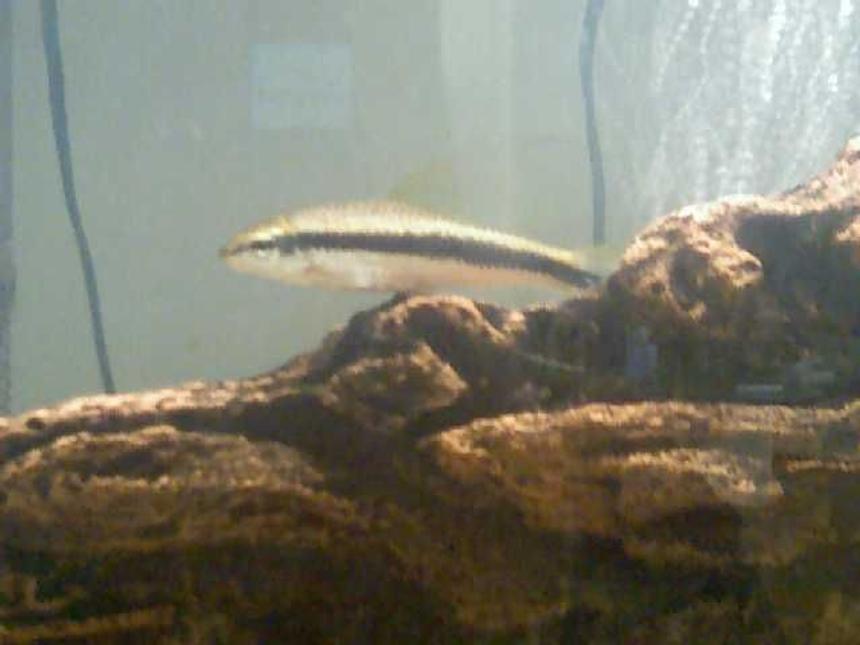 Rated #136: Freshwater Fish - Crossocheilus Siamensis - Siamese Algae Eater Stocking In 36 Gallons Tank - My Favorite Fish- My Flying Fox (I literally Cried when he died. He died when he was 4 years old) This picture was taken when all my fish got moved into a Temp tank so i could get the 36g up and running.