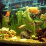 55 gallons freshwater fish tank (mostly fish and non-living decorations) - sevrum and friends