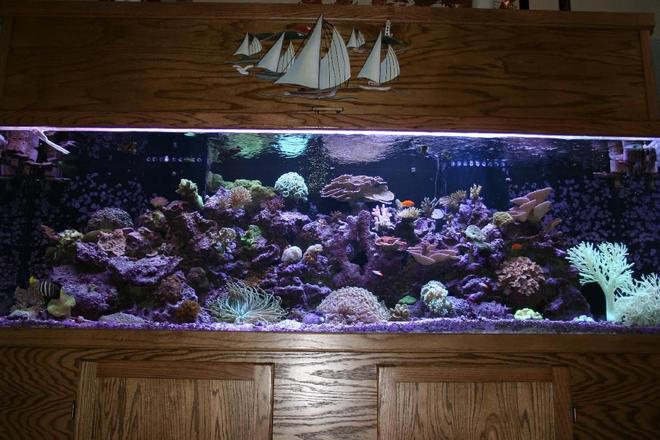 300 gallons reef tank (mostly live coral and fish) - 300 Gallon Acrylic Reef Tank. 1Year Old