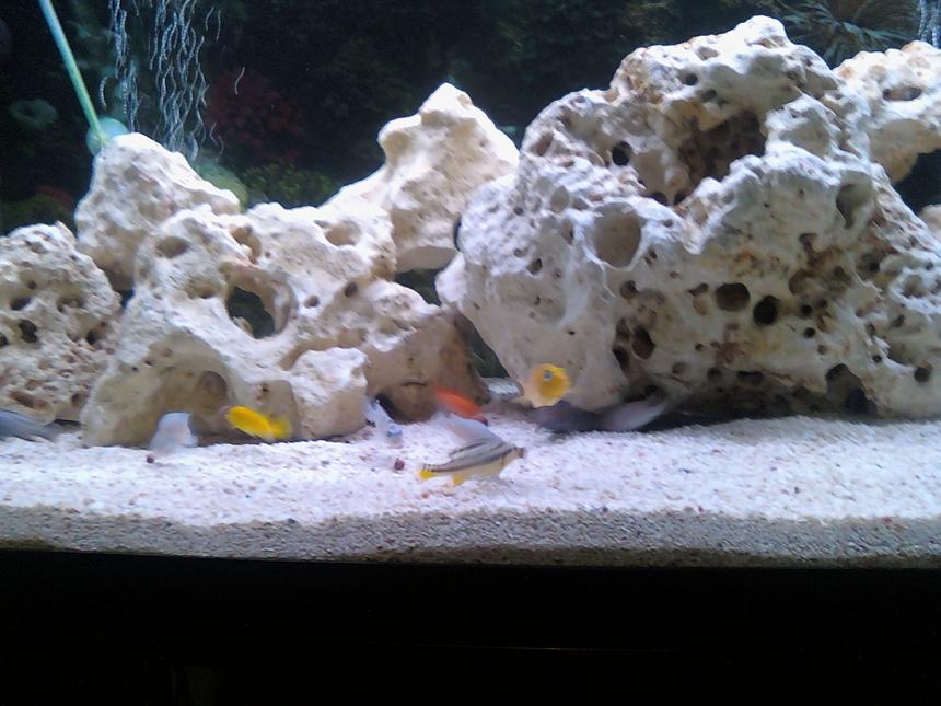 Rated #1515: 36 Gallons Freshwater Fish Tank - close up of some of the fish in my tank now ive orderd a new back ground for the tank will upload when done. only had chiclids in for one week now so tank still needs work look forward to advise and coments