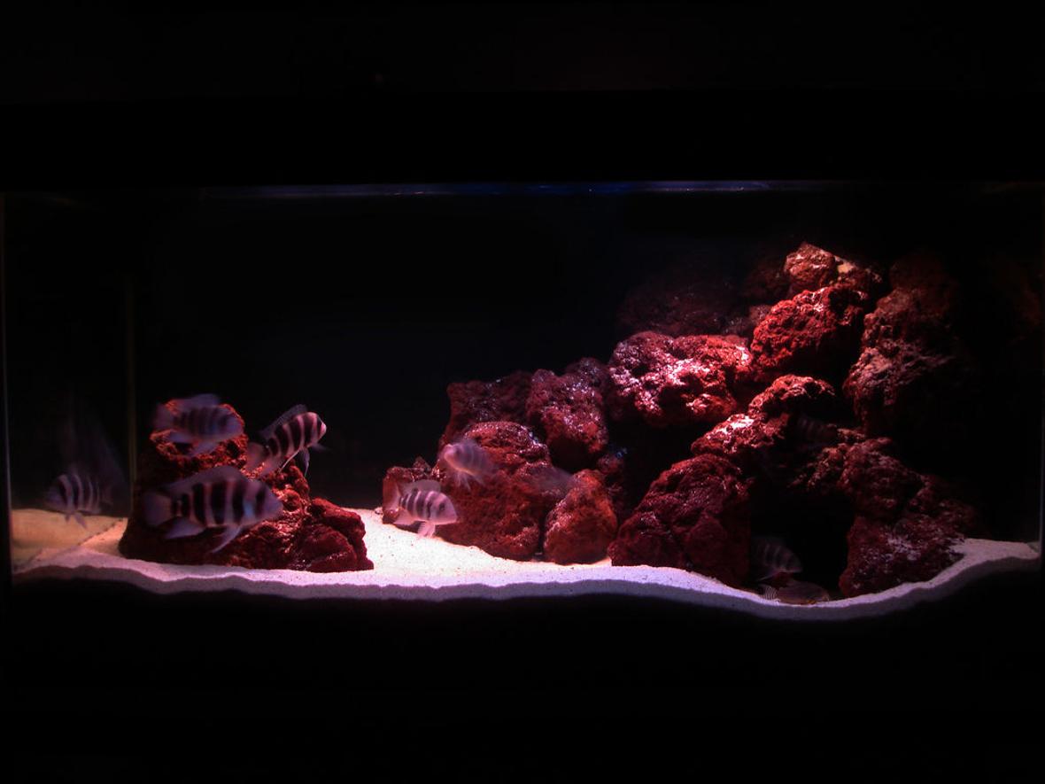 90 gallons freshwater fish tank (mostly fish and non-living decorations) - Simple RED rocks!