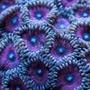 corals inverts - zoanthus sp. - day dream polys stocking in 55 gallons tank - just a random picture...