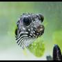 saltwater fish - arothron hispidus - stars and stripes puffer stocking in 90 gallons tank - puffy stars and stripes puffer