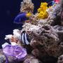 fish tank picture - Misc.