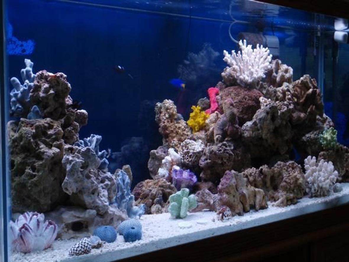 90 gallons reef tank (mostly live coral and fish) - Misc.