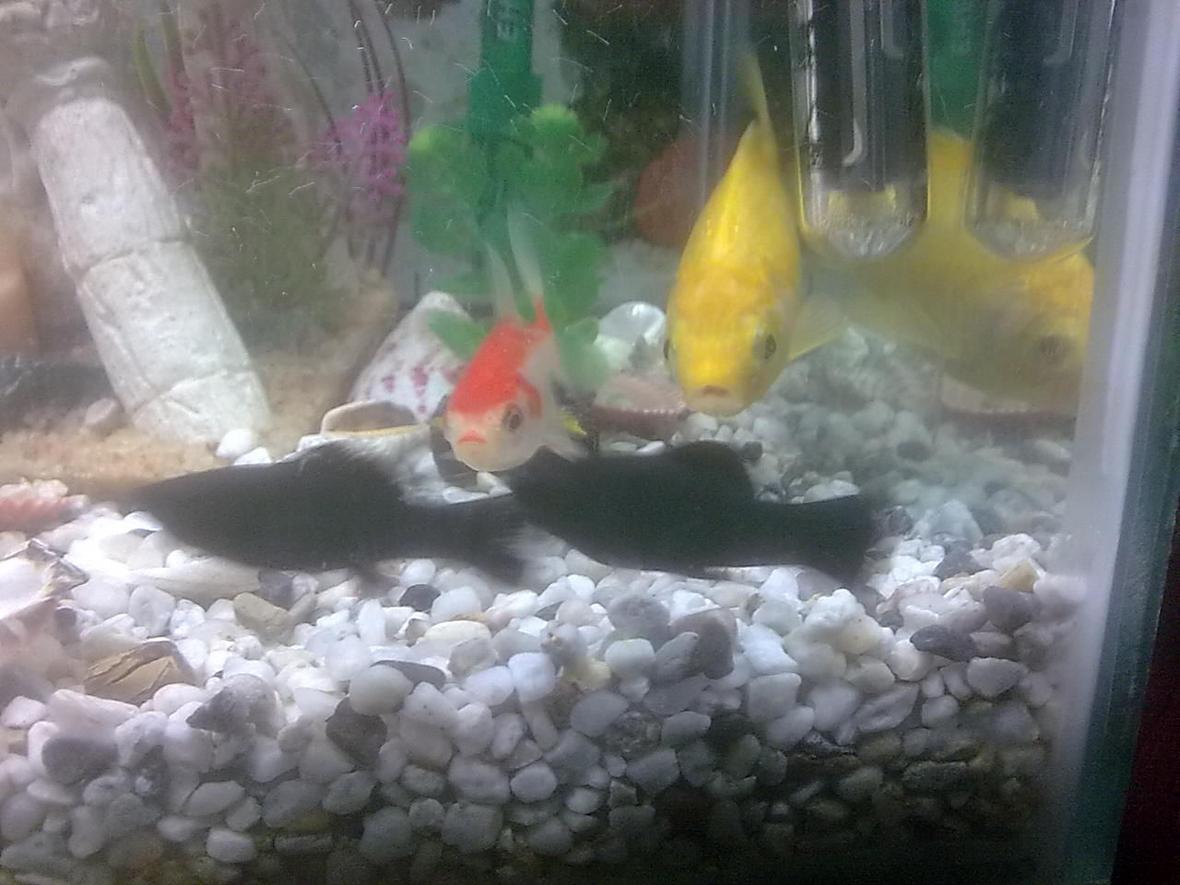 25 gallons freshwater fish tank (mostly fish and non-living decorations) - my tank