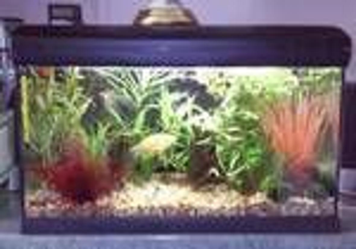 12 gallons planted tank (mostly live plants and fish) - Small is beautiful