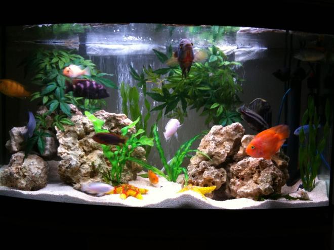 48 gallons freshwater fish tank (mostly fish and non-living decorations) - Just Cichlids, Ocean rock and fake plants.