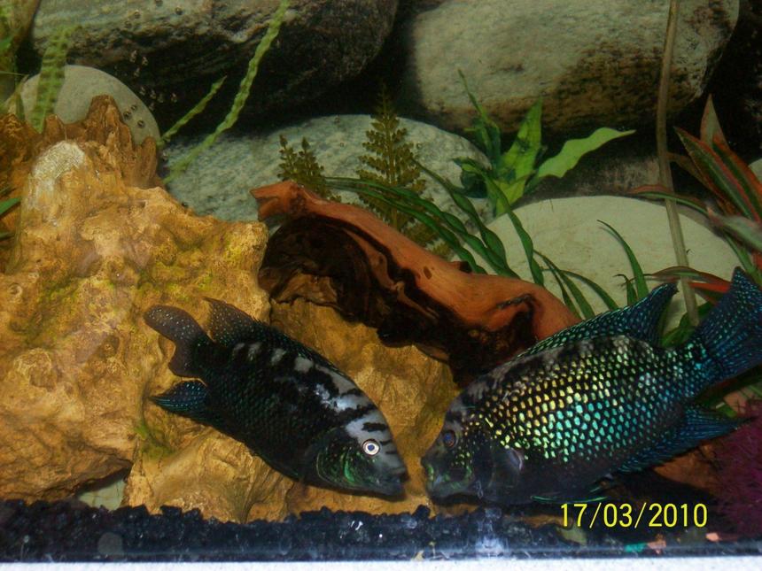 Rated #113: Freshwater Fish - Nandopsis Octofasciatum - Jack Dempsey Stocking In 55 Gallons Tank - my dempseys fighting after i stole their babies.