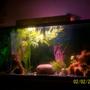 fish tank picture - another tank i have
