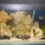 freshwater fish tank (mostly fish and non-living decorations) - south american