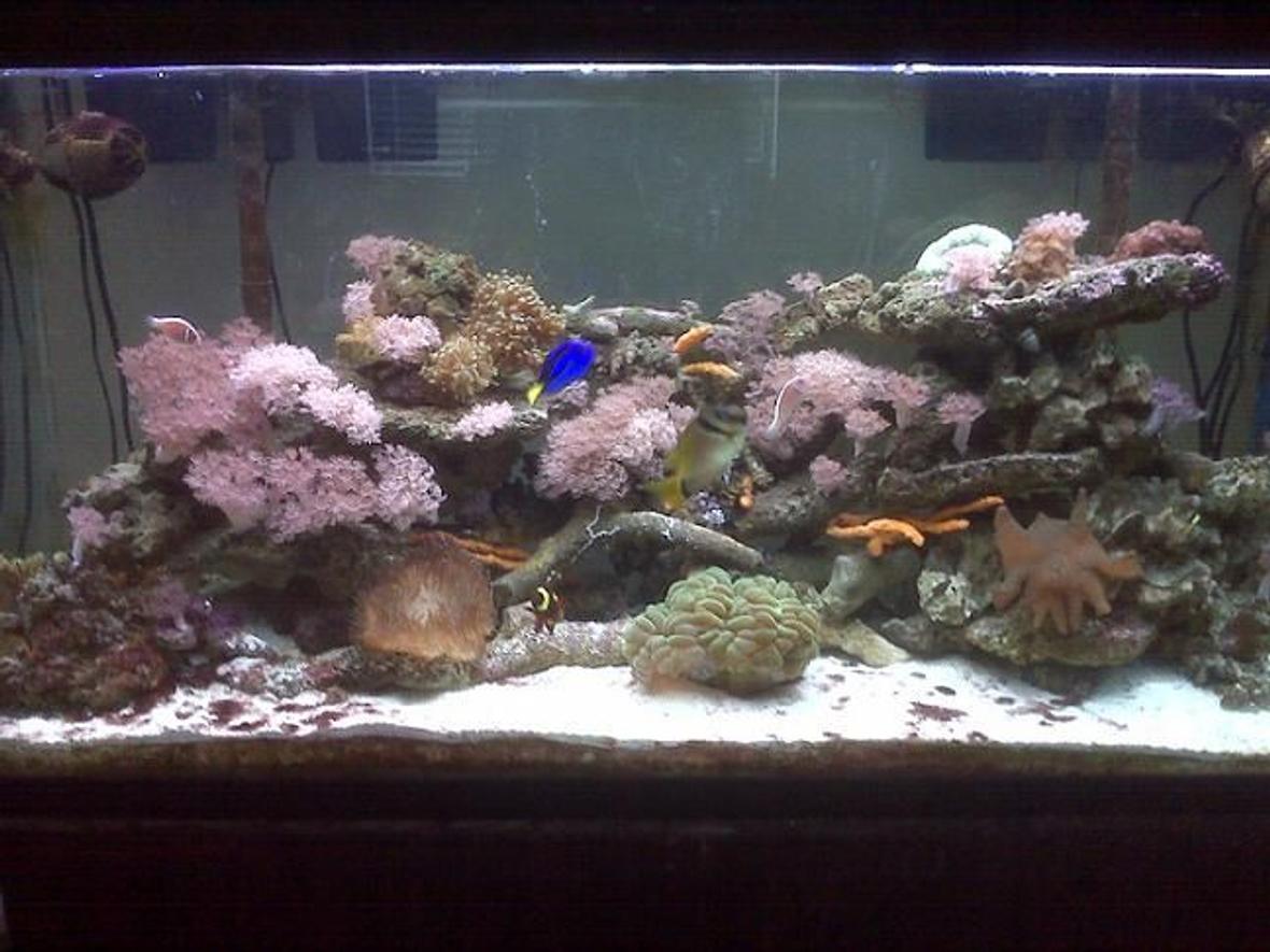 75 gallons reef tank (mostly live coral and fish) - Trying to let the ecosystem develop as naturally as possible. Simplest of tank designs, 75 gallon tank with 2 hang on the back Aqueon 40 filters, 2 T-5 coralif combo lights, 2 Koralia #2 powerheads. This tank has been up and running for 1 1/2 years.