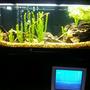 180 gallons freshwater fish tank (mostly fish and non-living decorations) - my 180 gallon African Cichlids tank