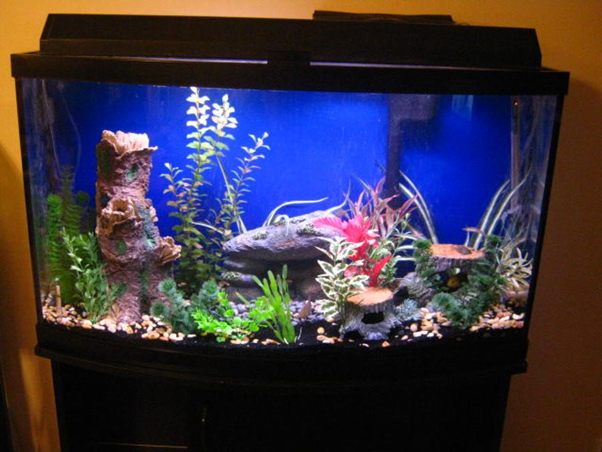 47 gallons freshwater fish tank (mostly fish and non-living decorations) - 47 gallon bow-front chiclid tank. Turns out, my fish are somewhat camera-shy.