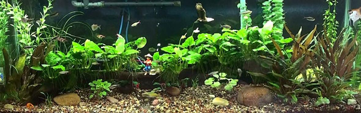 55 gallons planted tank (mostly live plants and fish) - Redone 55gal -switched over to planted tank. Have one male krib (female died), black neons, redfinned tetras, rasboras, cories, hatchet fish, boesmani rainbows, and otos. Rena XP2 filter, river decor with air bubbles, driftwood with anubius, sword, bacopa, cryptoccoryne, mini sword,sagittaria, fake cabomba because I can't grow that one, and a couple of fake low round leaf plants. Ecocomplete is substrate with some natural medium gravel.