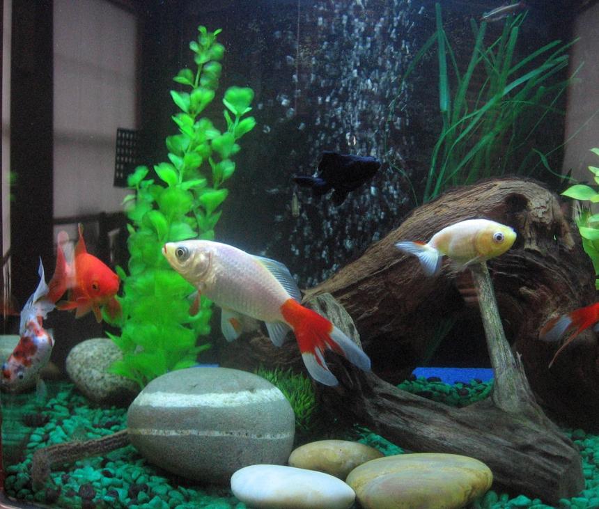 Rated #239: 17 Gallons Freshwater Fish Tank - This is the most recent update of my tank 30/3/2010 It contains fake plants river rocks and bogwood with an air pump connected to an air stone. Fish 6 various goldfish 2 plecos 1 octomus 3weather loaches and 3 white clouds in this community tank, hope you like it! xD.