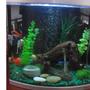 fish tank picture - Front veiw.