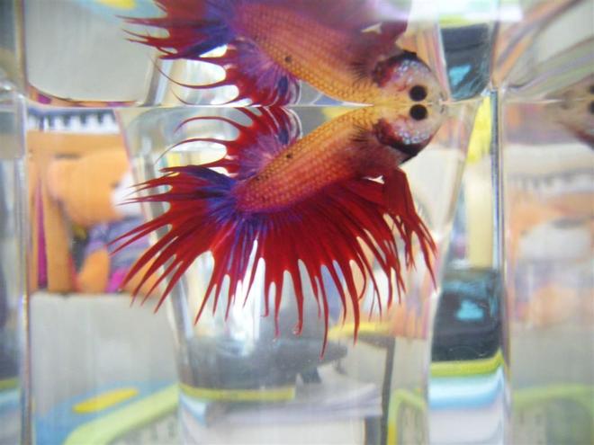 freshwater fish - betta splendens - crown tail betta stocking in 16 gallons tank - My Betta