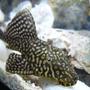 freshwater fish - pterygoplichthys joselimaianus - gold spot pleco (l-001, l-022) stocking in 16 gallons tank