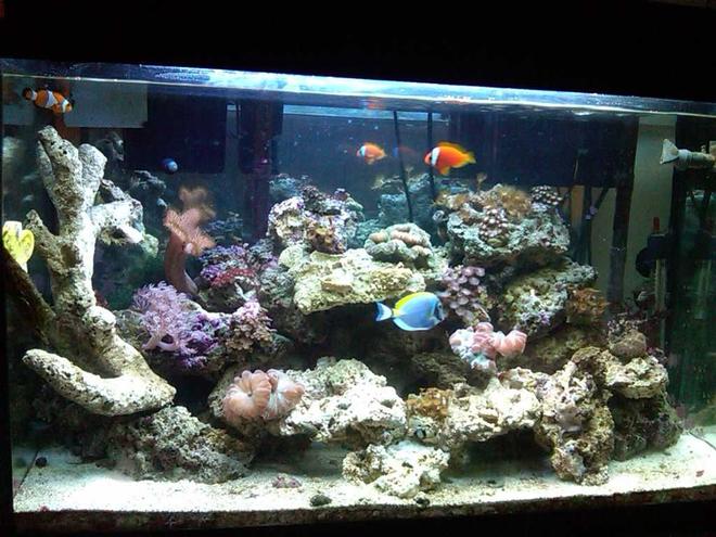 30 gallons saltwater fish tank (mostly fish, little/no live coral) - L-Tank3