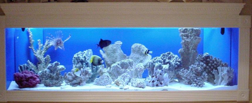 Rated #2: 150 Gallons Saltwater Fish Tank - 150 Gallon FOWLR In Wall Saltwater Tank