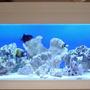 150 gallons saltwater fish tank (mostly fish, little/no live coral) - 150 Gallon FOWLR In Wall Saltwater Tank