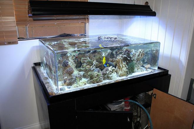150 gallons saltwater fish tank (mostly fish, little/no live coral) - my tank